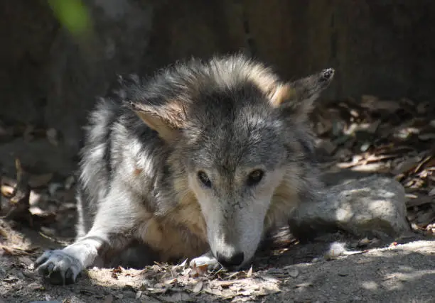 Spring day with thick fur on a tundra wolf resting.