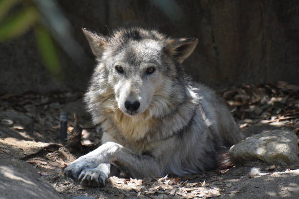 istock Stunning Look at a Wild Wolf 1143384635