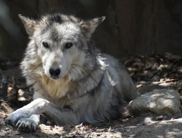 Relaxing wolf with his front paws crossed.