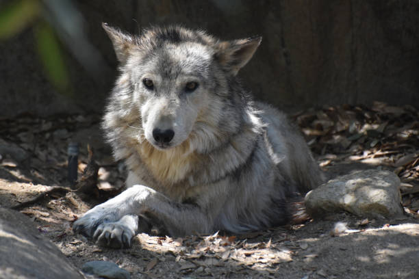 istock Stunning Look at a Wild Wolf 1143384744