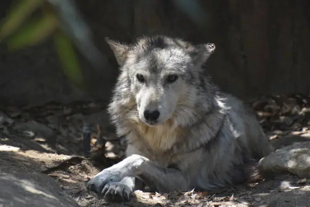 Beautiful timber wolf with his paws crossed.