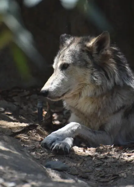 Fantastic profile of a timber wolf resting on a spring day.