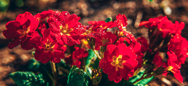 Primrose Primula with red flowers. Inspirational natural floral spring or summer blooming garden or park under soft sunlight and blurred bokeh background. Colorful blooming ecology nature landscape