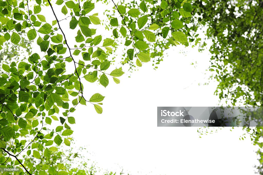 Green spring leaves on white background  Beauty In Nature Stock Photo