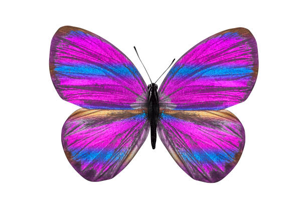 istock butterfly isolated on white. multicolor insect. tropical animal. template for design 1143390009