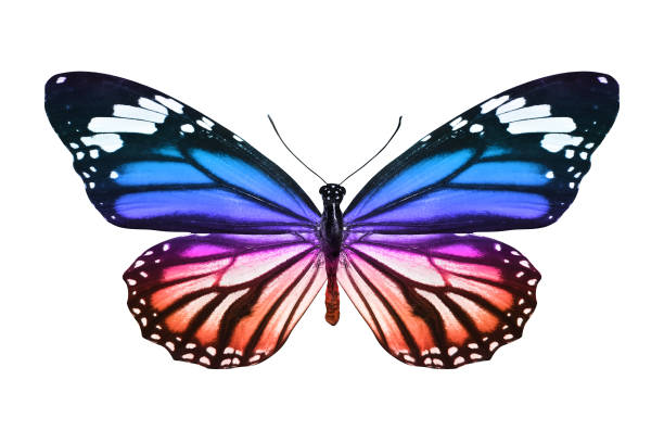 istock butterfly isolated on white. multicolor insect. tropical animal. template for design 1143390015