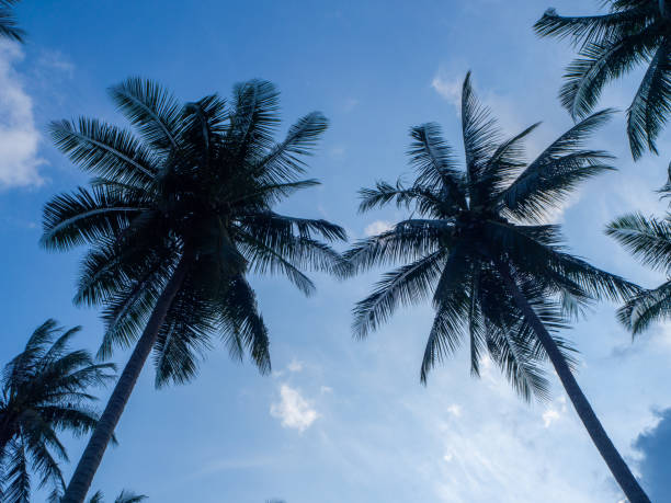 istock Silhouettes of trees against the blue sky and multi-colored clouds 1143390151