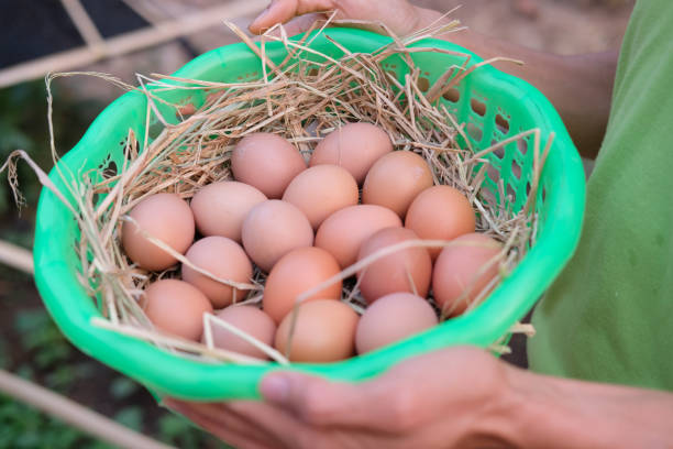 istock farmer hand holding basket of fresh raw chicken egg on straw 1143390268