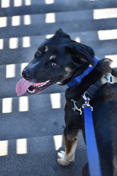 istock Dog on a Walk with Stairs 1143396229