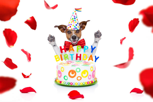 istock happy birthday dog 1143396290