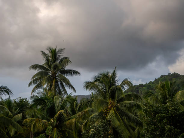 istock Against the blue sky and multi-colored clouds, crowns of tropical trees 1143397709