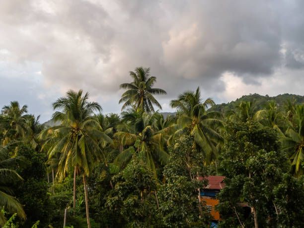 istock Against the blue sky and multi-colored clouds, crowns of tropical trees 1143399008