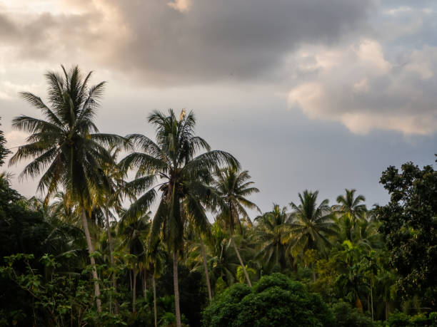 istock Against the blue sky and multi-colored clouds, crowns of tropical trees 1143399034