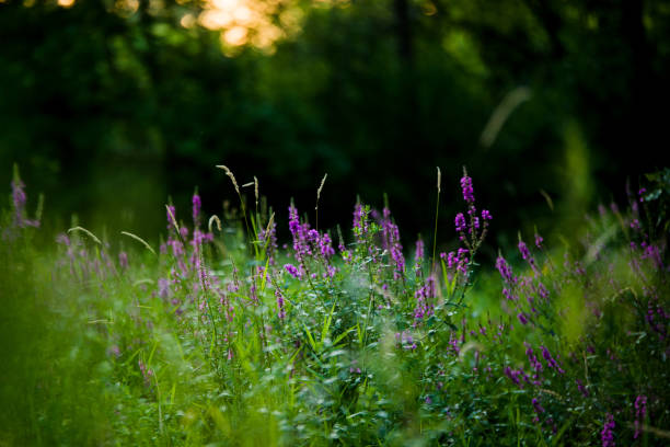 Close up image of an invasive purple loosestrife in rural Wisconsin