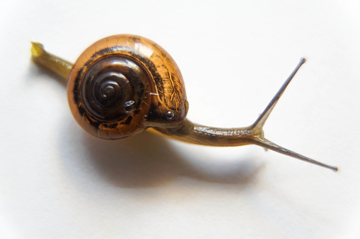 Grove snail or brown-lipped snail, Cepaea nemoralis, in front of white background lonely and slow