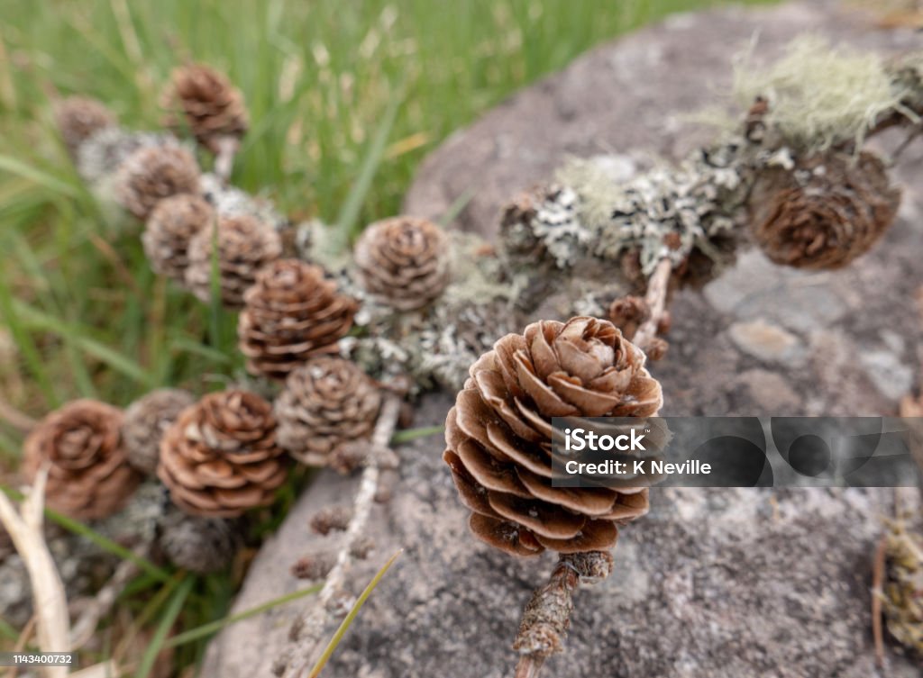 Small Pine Cones And Lichen On A Branch Stock Photo - Download Image Now -  Attached, Beauty, Beauty In Nature - iStock