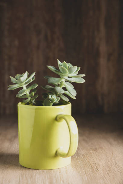 istock succulent plant in bowl 1143400953