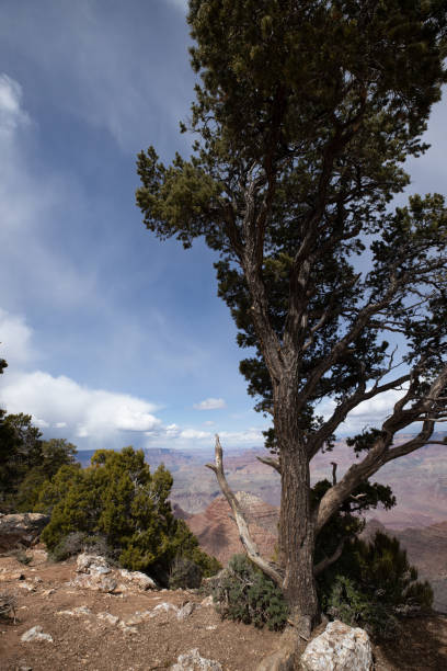 istock grand canyon, south rim 1143402474