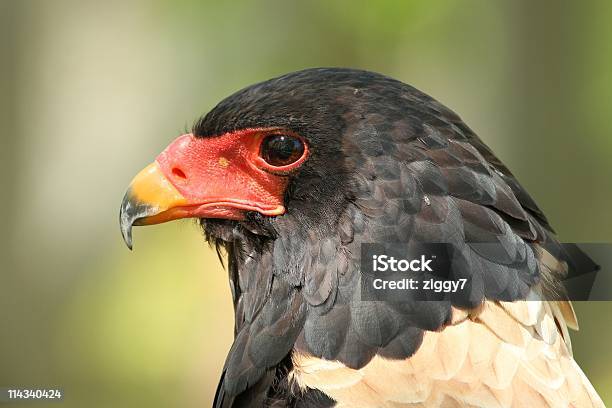 Bateleur Eagle Stock Photo - Download Image Now - Bateleur Eagle, Africa, Animal