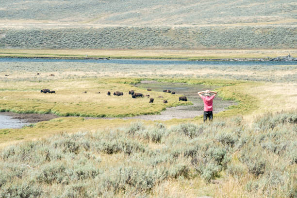 istock Man watching bisons in Hayden Valley meadows 1143404546