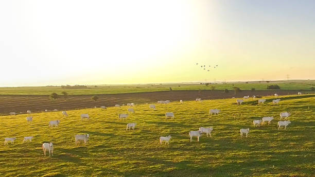 istock cattle grazing on the pasture at sunset on a beautiful green pasture 1143404717