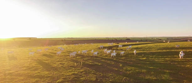 istock cattle grazing on the pasture at sunset on a beautiful green pasture 1143404720