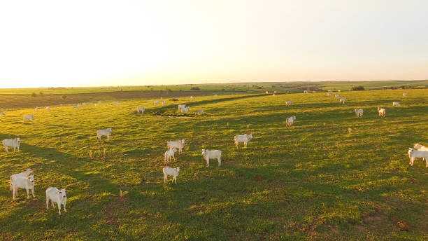 istock cattle grazing on the pasture at sunset on a beautiful green pasture 1143404727