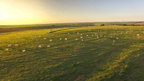 cattle grazing on the pasture at sunset on a beautiful green pasture