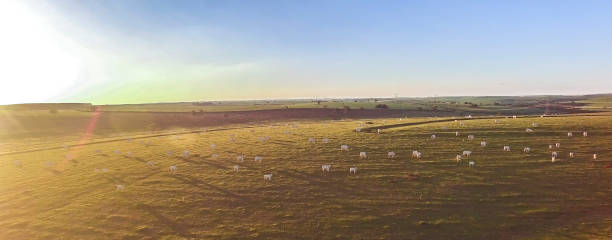 istock cattle grazing on the pasture at sunset on a beautiful green pasture 1143404742
