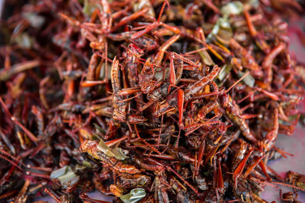 istock Asia, Cambodia, Fried, Insect, Bazaar Market 1143404775