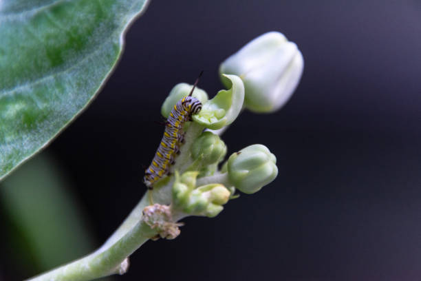 葉の上の毛虫虫を閉じます。 - butterfly swallowtail butterfly caterpillar black ストックフォトと画像