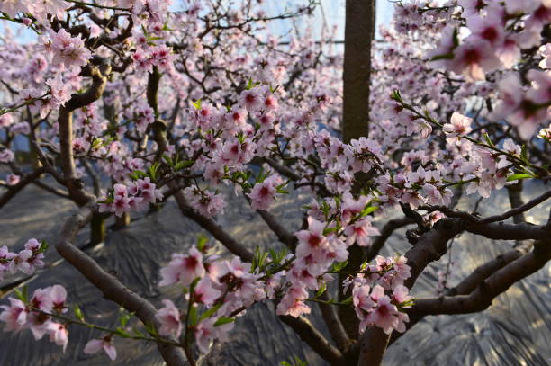 In full bloom in the peach blossom In full bloom in the peach blossom Nectarine stock pictures, royalty-free photos & images