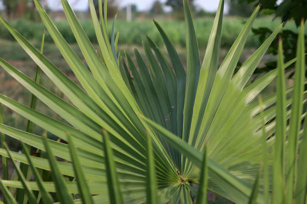 istock Green leaf of sugar palm with sunshine. 1143406482