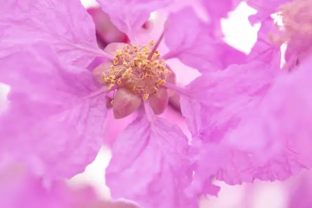 lagerstroemia speciosa flower, Closeup, macro