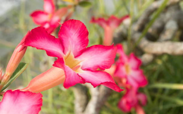 istock Azalea Flower or Pink Flower Background Left Frame 1143408493