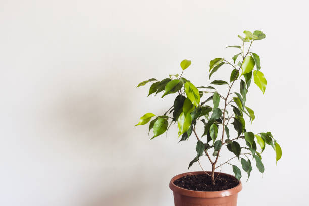 istock Potted ficus benjamin houseplant against a white wall. Styled Mockup for Text 1143410963