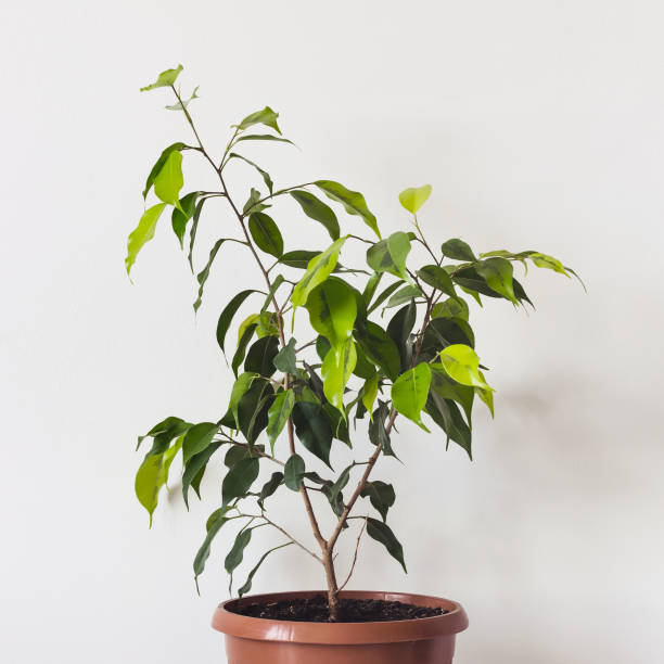 istock Ficus Benjamin Plant in ceramic pot on White Background 1143410964