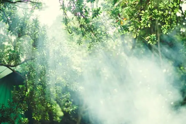 Photo of Sun shining in a forest