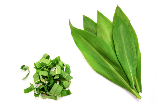 set of fresh whole leaves of wild garlic and sliced. allium ursinum, known as wild garlic, ramson. - herbal medicine nature ramson garlic imagens e fotografias de stock