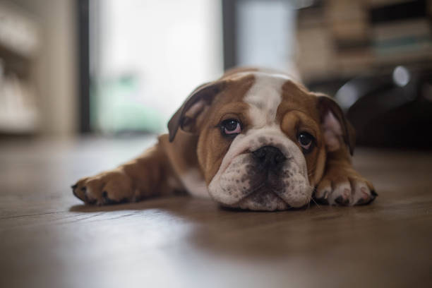 ładny angielski buldog szczeniak - english bulldog zdjęcia i obrazy z banku zdjęć