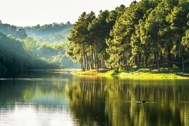 pang ung, riflesso del pino in un lago - spring forest scenics reflection foto e immagini stock