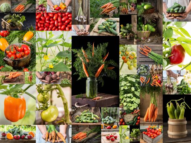 istock Collection with different color  vegetables. Healthy eating background. 1143418732