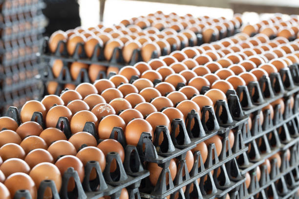 istock Egg panels arranged on a chicken farm 1143420987