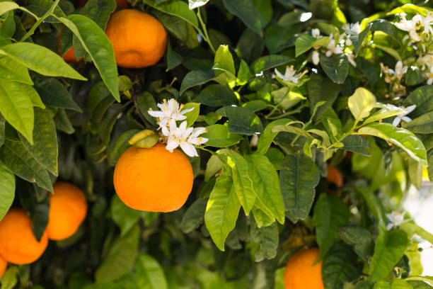 istock Mandarin fruits and flowers on a tree, background. 1143422888