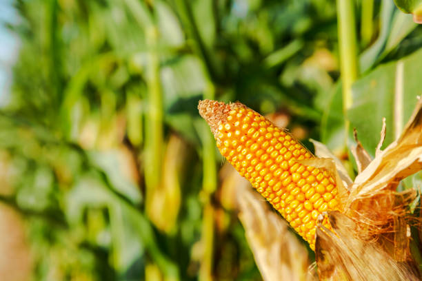istock The corn plant in the field 1143423126