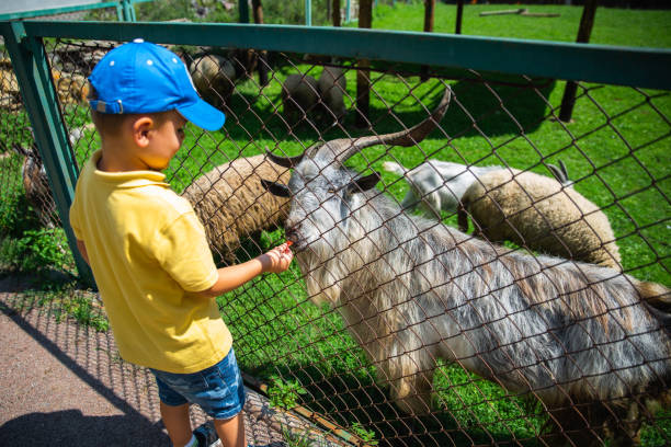 istock little boy feeding goats in contact zoo 1143424123