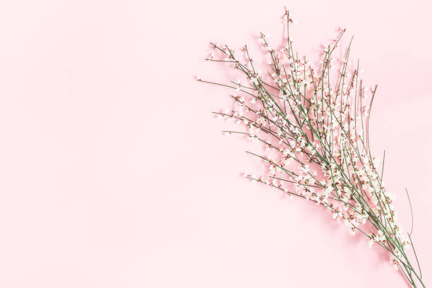 istock Flowers composition. White flowers on pastel pink background. Spring, easter concept. Flat lay, top view, copy space 1143425058