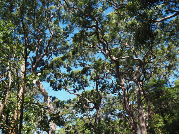 gumtree, en un paseo costero del zoológico de taronga a la playa de balmoral - taronga fotografías e imágenes de stock