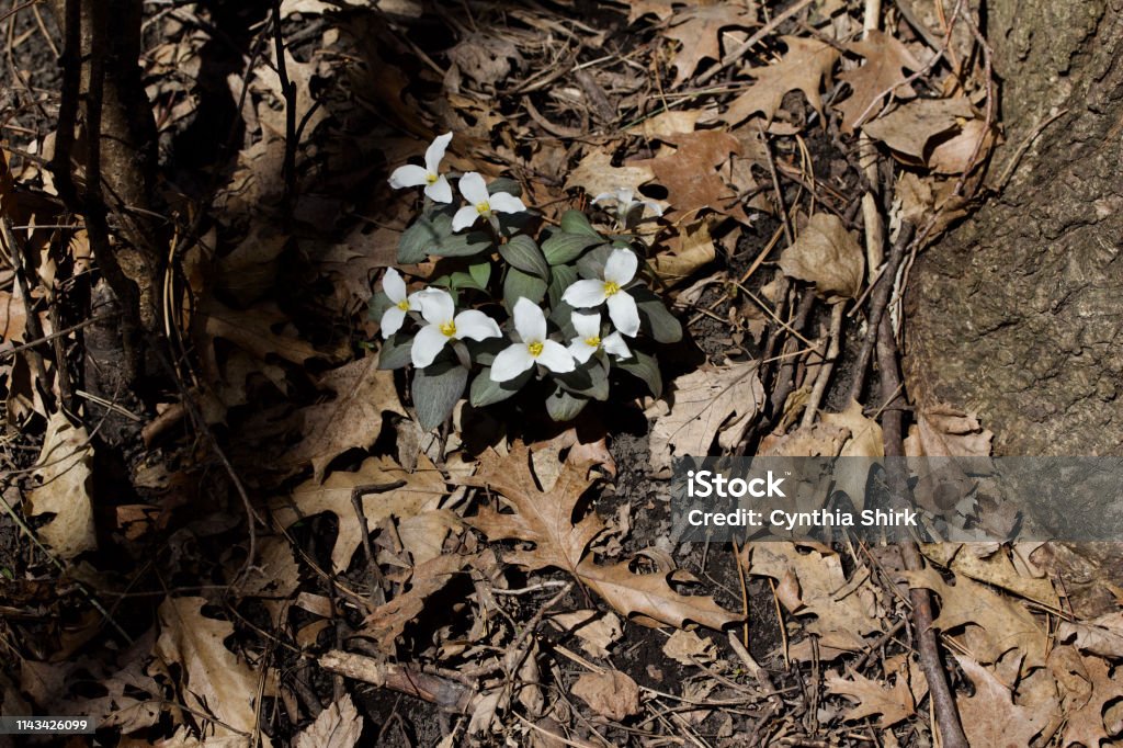 Close-up view of blooming Snow Trillium wildflowers growing naturally in a woodland forest This image shows a close-up view of blooming white native Snow Trillium wildflowers (trillium nivale) growing naturally in a North American woodland forest Abstract Stock Photo