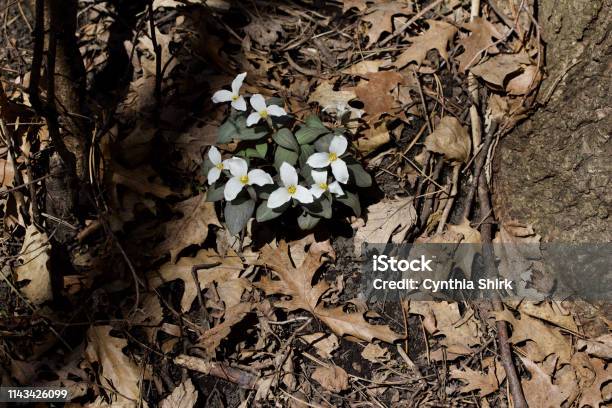 Closeup View Of Blooming Snow Trillium Wildflowers Growing Naturally In A Woodland Forest Stock Photo - Download Image Now